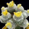 Parodia_gibbulosoides